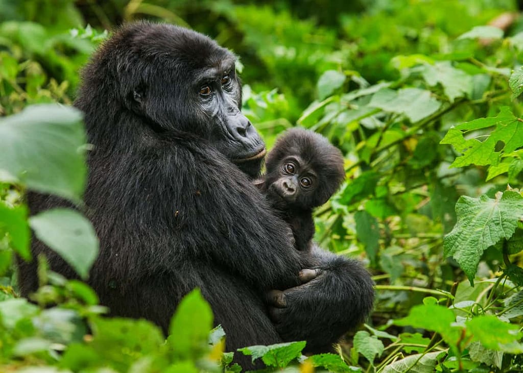 25+ Best Tourism Photos of Uganda: Stunning Pictures. Mountain gorilla holding her baby, one of the best tourism photos of Uganda