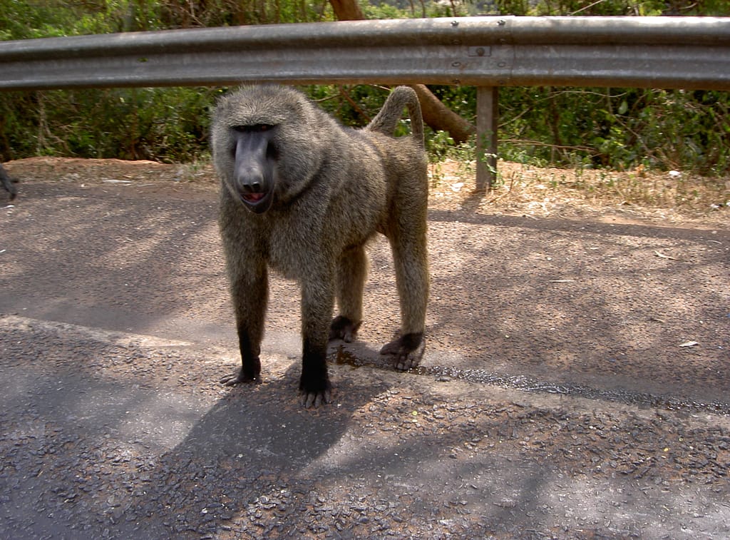5 most breathtaking waterfalls in Uganda
