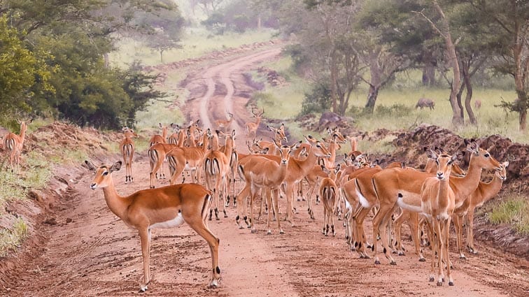 25+ Best Tourism Photos of Uganda: Stunning Pictures. Amazing and so beautiful at Lake Mburu National park. Look at the animals on the foreground!